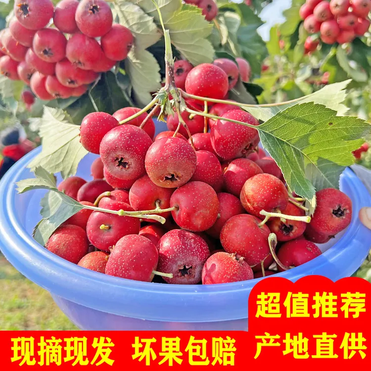 果中邢【现摘现发】山西新鲜山楂果酸甜水果大金星五楞冰糖葫芦果