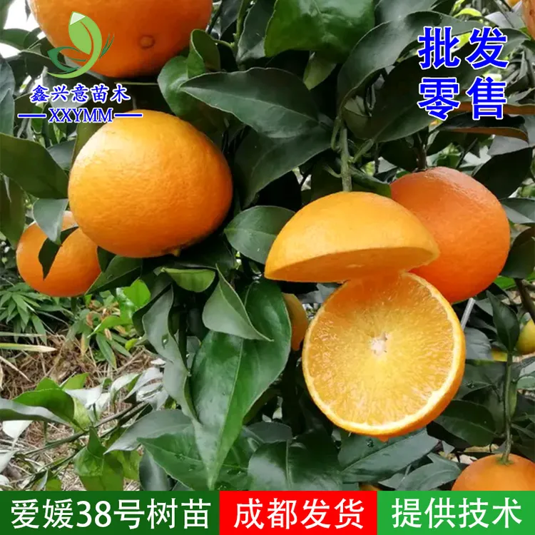 爱媛38号树苗红美人柑橘苗四川嫁接果冻橙树苗早熟柑桔苗嫁接橘苗