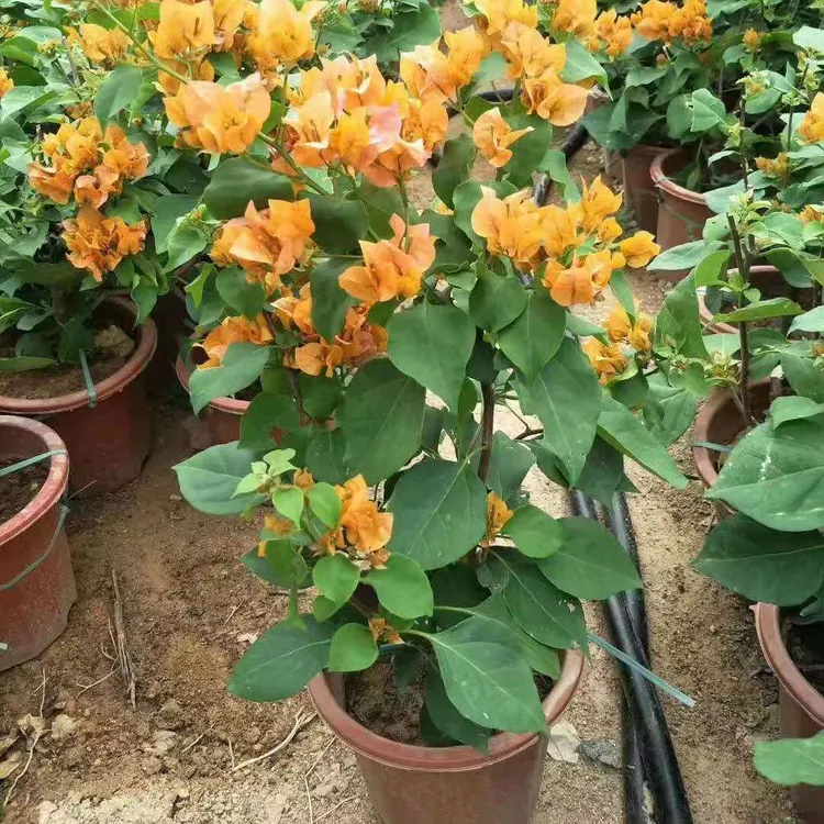 加州黄金三角梅盆栽花苗 四季开花爬藤植物老桩植物