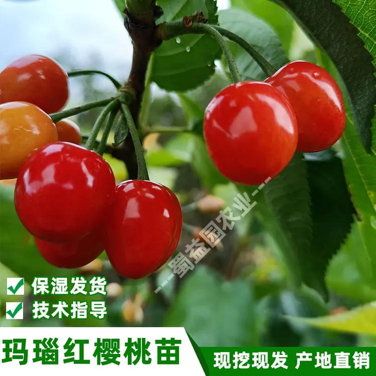 VIP纯正早熟玛瑙红大樱桃树苗红妃鸡心樱桃嫁接苗原产地现挖保湿