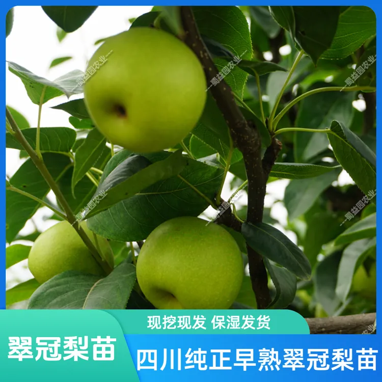 【果树】四川早熟翠冠梨嫁接苗纯正六月雪梨树苗现挖保湿发货梨苗