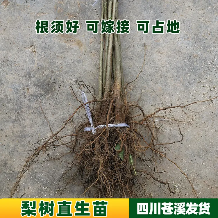 南北方种植梨树砧木苗棠梨树苗杜梨树苗未嫁接梨树直生苗母本果苗