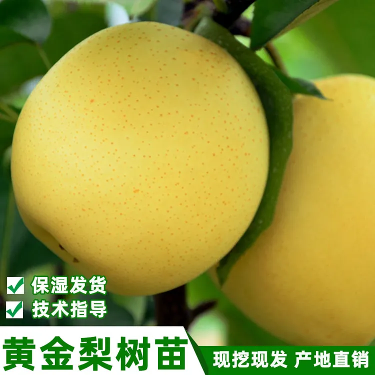 四川纯正黄金梨嫁接苗早晚熟脆甜黄金梨子树苗原产地当年结果树苗