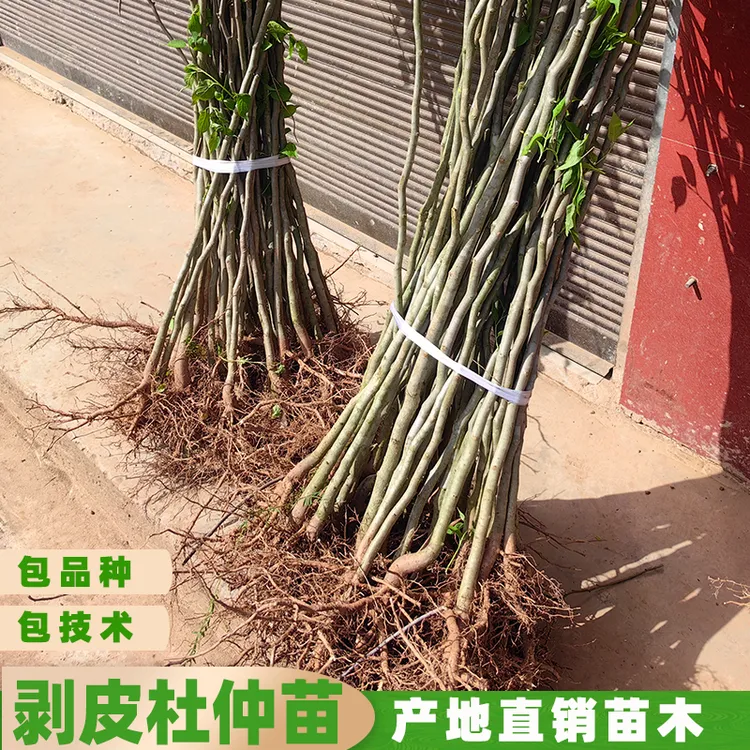 VIP四川产地纯正中药材杜仲树苗胶木苗农业丝棉树带泥浆保湿发货