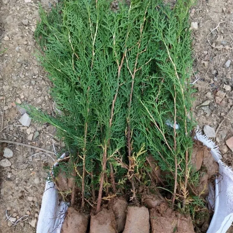 枝舞侧柏小苗侧柏苗扁柏柏树侧柏小苗柏树苗四季常青盆栽地栽苗