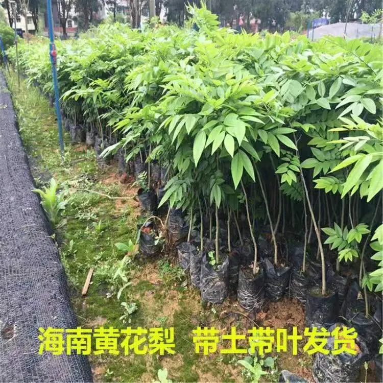 正宗海南黄花梨树苗名贵红木树苗地栽别墅庭院绿植工程园林带土