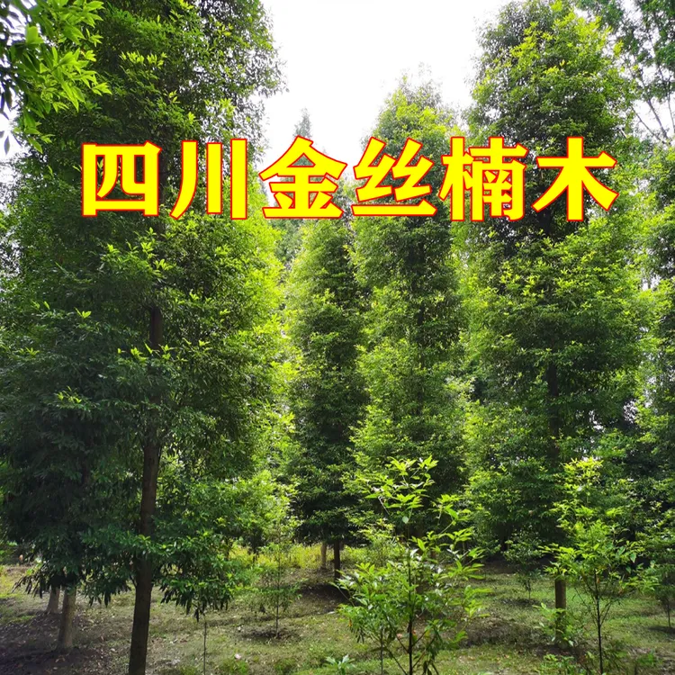 四川金丝楠木树苗 精选小叶桢楠室外庭院盆栽四季常青带土发货
