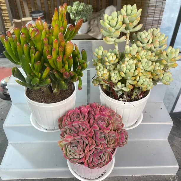 招财树多肉植物发财树老桩室内盆栽绿植四季常青