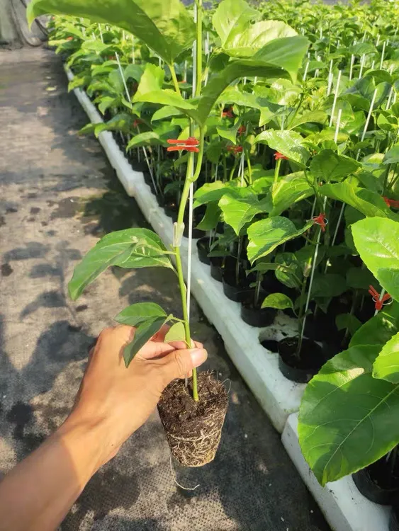 广西黄金9号钦台农1号盆栽地栽阳台楼顶花园菜园绿植四季嫁接苗