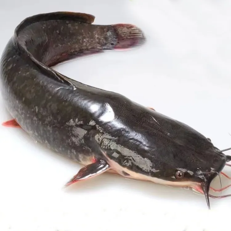 福建快大种埃及塘鲺鱼 埃及鲶鱼八胡子鲶鱼革胡子鲶鱼胡子鱼2g-5g