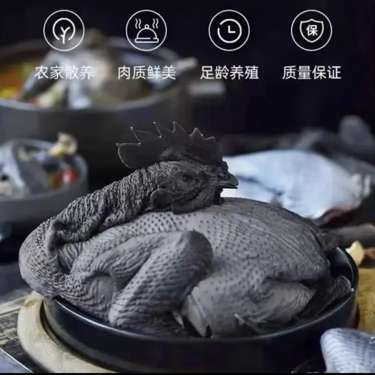 正宗纯种山林散养五黑鸡肉质鲜嫩