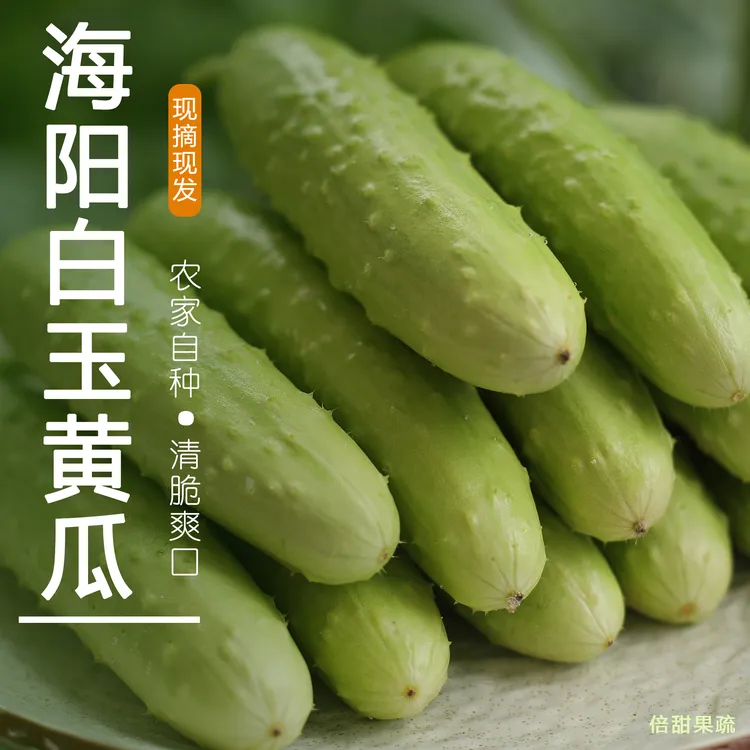 【正宗】海阳白玉黄瓜新鲜水果生吃脆嫩小黄瓜3/5斤装现摘发货自种