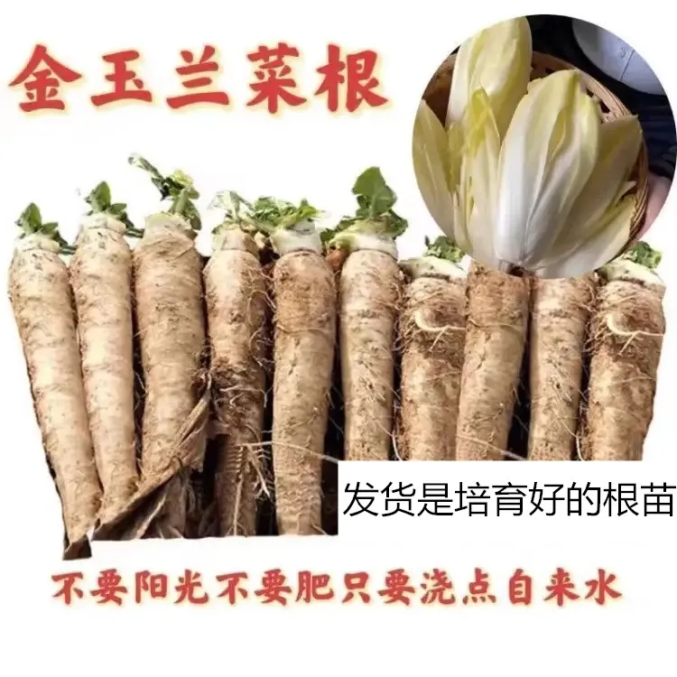 室内菊苣金玉兰根苗菜特色阳台四季盆栽老金花卉好养玉兰菊苣