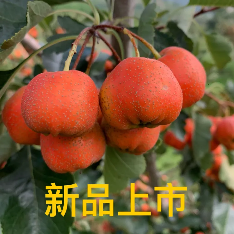 沂蒙山新鲜棉球山楂糖葫芦专用糖雪球