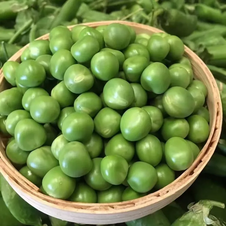 云南露天高山豌豆新鲜采摘当天发货