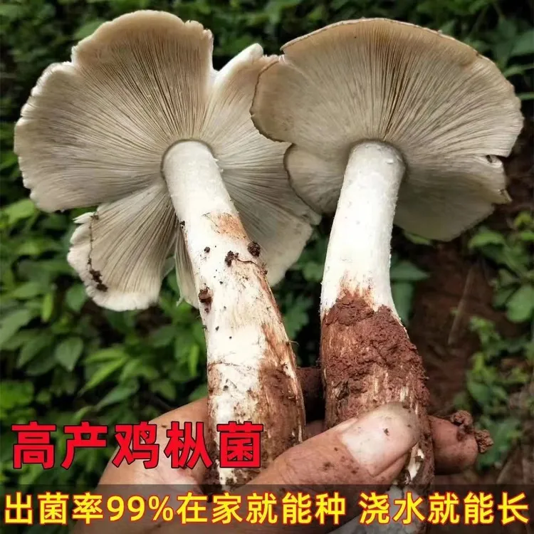家庭菌种鸡纵菌鸡枞菌包人工栽培新鲜蘑菇阳台室内户外庭院均可种