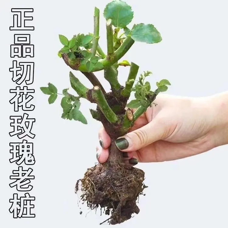 嫁接多色月季玫瑰花苗四季开花阳台室内外花卉绿植盆栽大花超好养