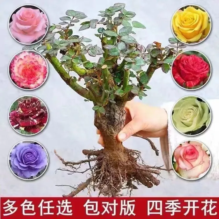 多色玫瑰花月季花苗四季浓香型苗阳台庭院室内外花朵花卉盆栽新品