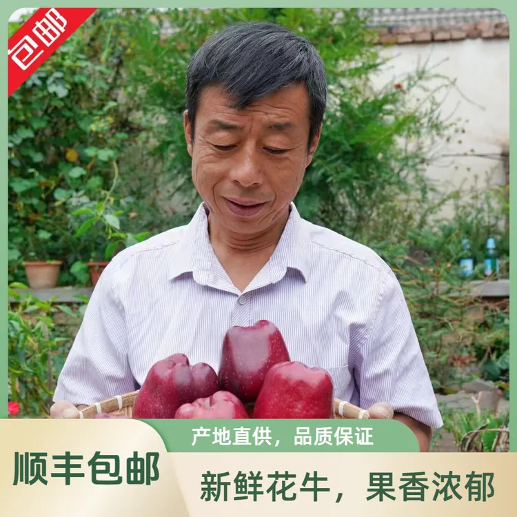 顺丰包邮甘肃天水花牛苹果自家种植味美多汁颗颗饱满当天新鲜采摘
