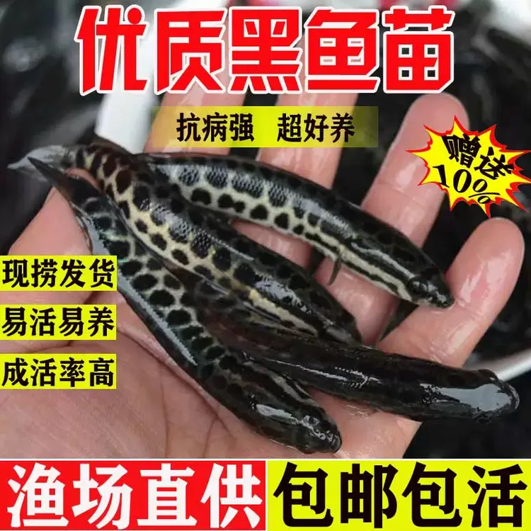 黑鱼苗淡水养殖生鱼活体乌鳢财鱼斑鱼特大好养冷水精选黑鱼鱼苗