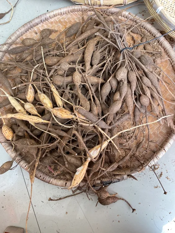 广西石山现挖新鲜黑牛大力根薯小小牛串串晒干农产品250g