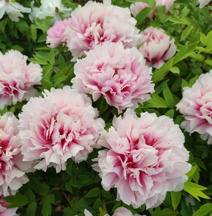 【雪映桃花】洛阳牡丹种植基地直发