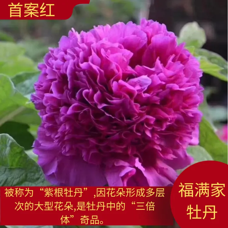 【首案红】洛阳发货盆栽地栽开花种植观赏牡丹基地直发重瓣牡丹施肥