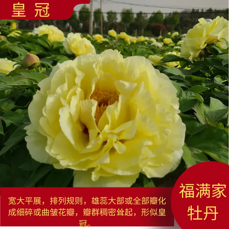 【黄冠】洛阳四季盆栽地栽种植观赏牡丹下单基地发货植株生长开花