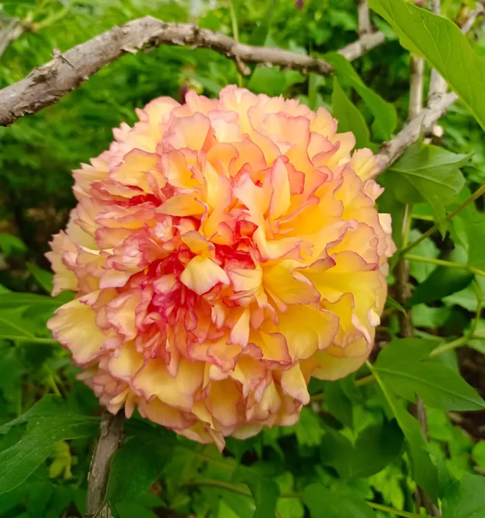 【黄金阁】洛阳牡丹花苗观赏基地直发