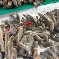 【参海】干鹿茸全切 整只男女煲汤滋补佳品
