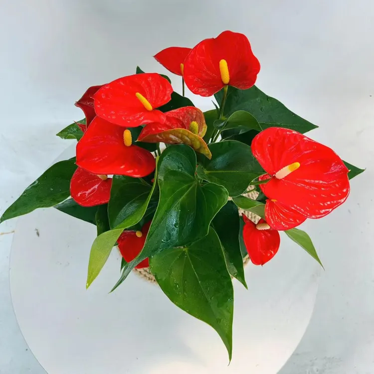 【阿里斯托】安祖红掌盆栽室内花卉好养土培一年四季开花鲜活绿植花