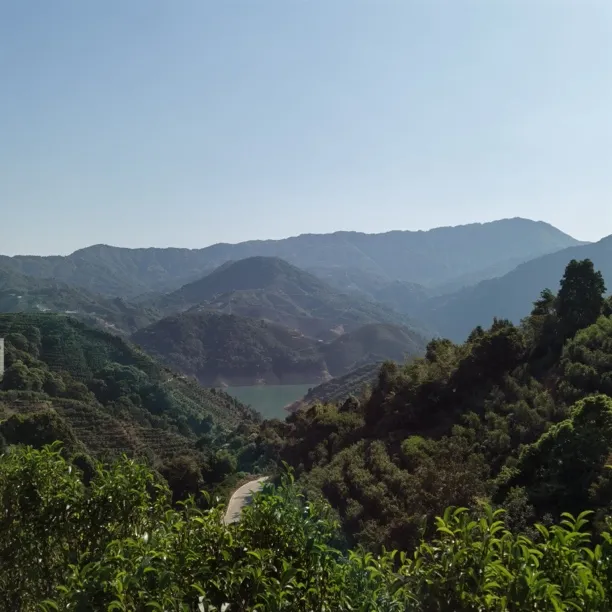 高山鸭屎香-春茶-凤凰单丛茶-乌龙茶