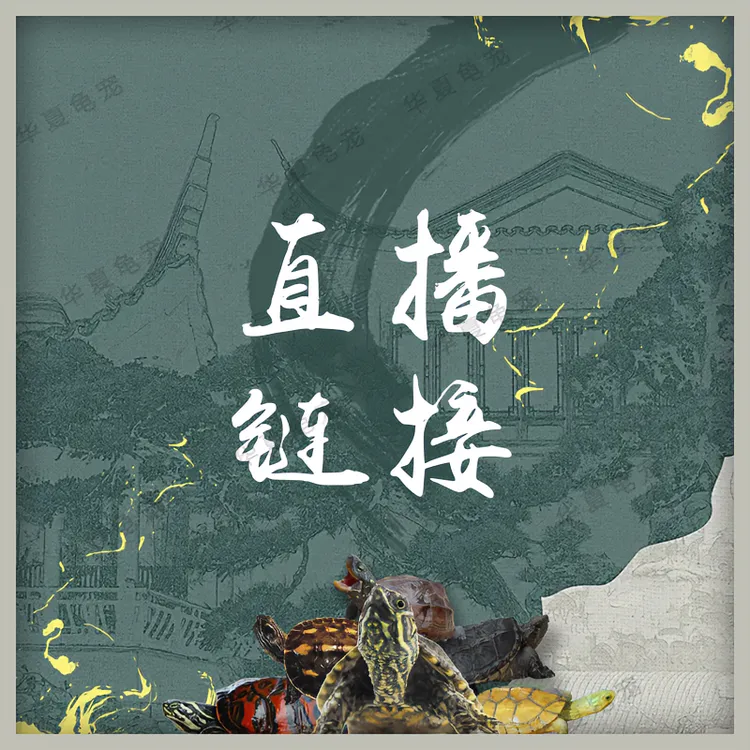 【直播专用】火焰地图西锦黄耳草龟苗麝香冷水观赏人工养殖超萌好物