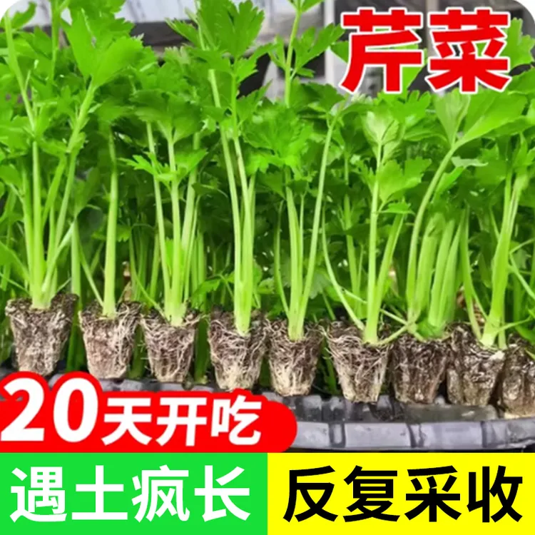 芹菜苗四季小香芹西芹秧苗蔬菜种子芹菜苗阳台盆栽菜籽种苗种孑