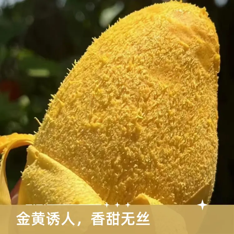 攀枝花攀研二号芒果大椰香芒果香甜无丝新鲜应季采摘5斤9斤包邮