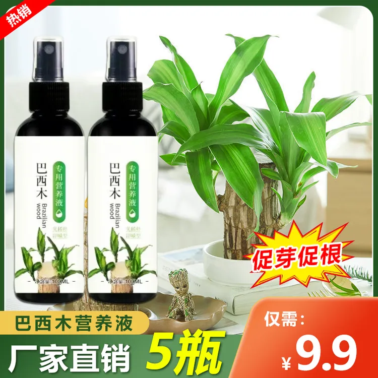 巴西木专用营养液绿叶促芽促根