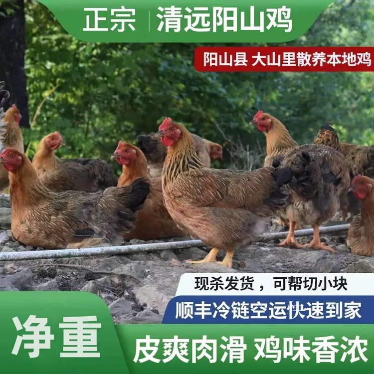 广东清远五谷杂粮玉米麻鸡项230天深山散养现杀顺丰 包冰率不含冰