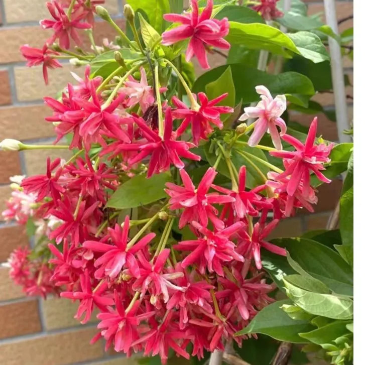 使君子盆栽花园庭院攀爬植物花开芳香