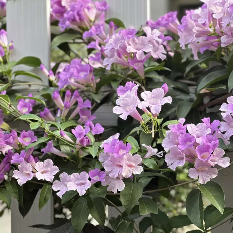 蒜香藤耐晒耐高温阳台花园庭院多年生好养花卉