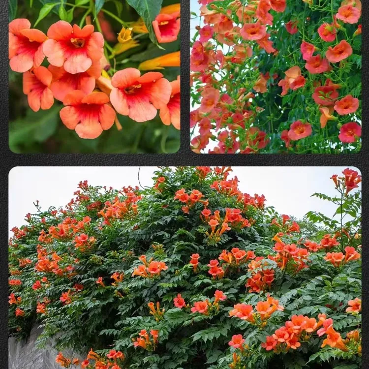 爬藤植物耐寒耐热阳台庭院花园种植适应能力强成活率高