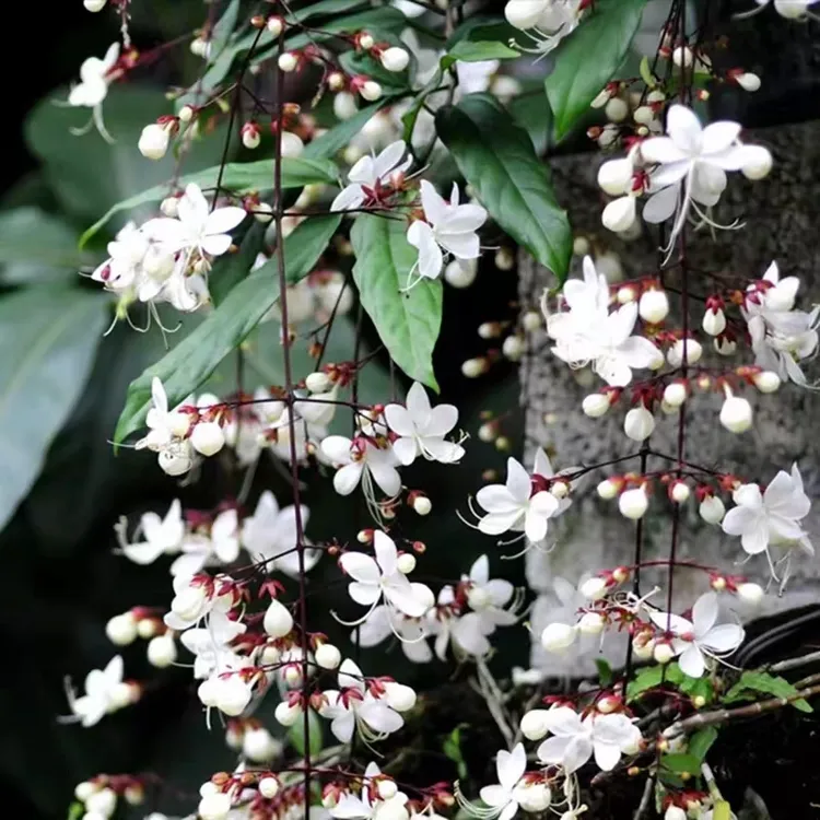 泰国垂丝茉莉大苗带花苞客厅阳台庭院种植老桩花卉