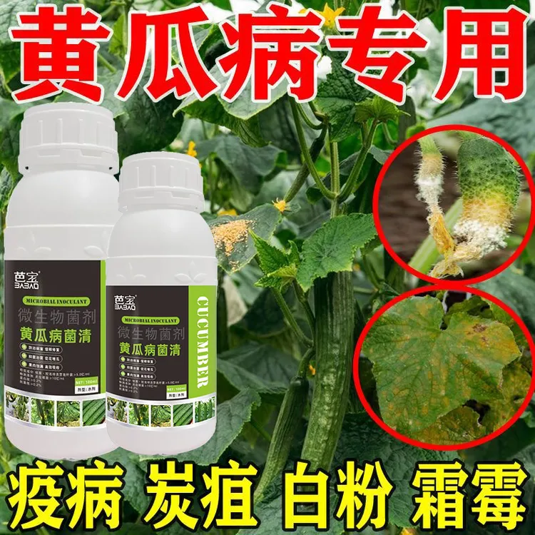 黄瓜病菌清黄瓜病专用疫病病毒病靶斑病微生物菌剂正品高效杀菌