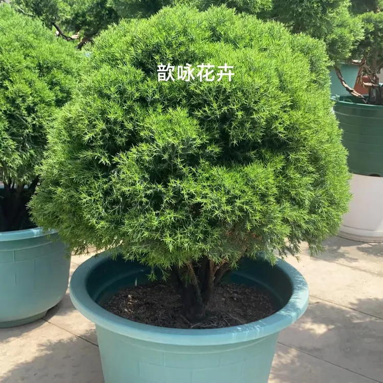 雾松盆栽植物净化空气吸甲醛室内阳台小绿植花卉球形雾淞包邮