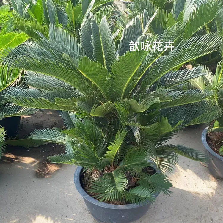 进口墨西哥多头铁树巴西铁美洲铁树庭院室内桌面盆景花卉盆包邮