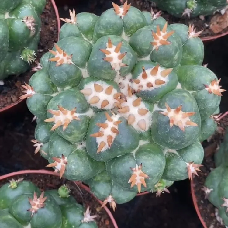 短豪刺象芽稀有品种仙人球好养贵货正版双排刺精品办公室包邮