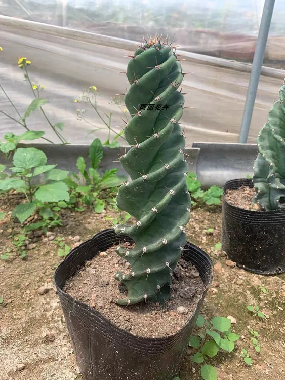 龙卷风超大仙人柱室内阳台防辐射绿植包邮