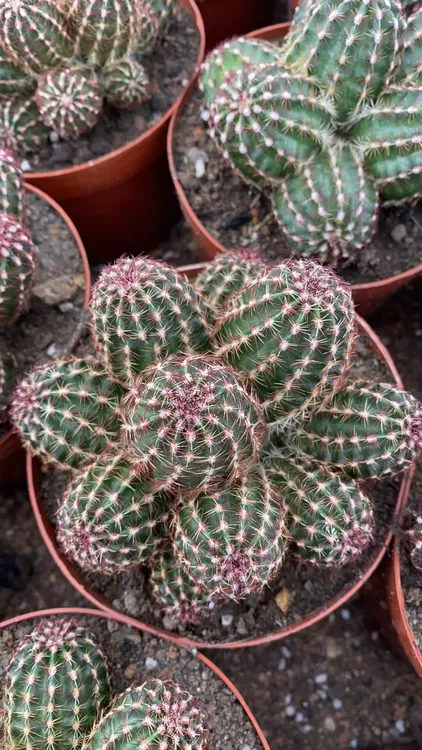 多头青花虾仙人球易养易开花含盆带土栽好包邮