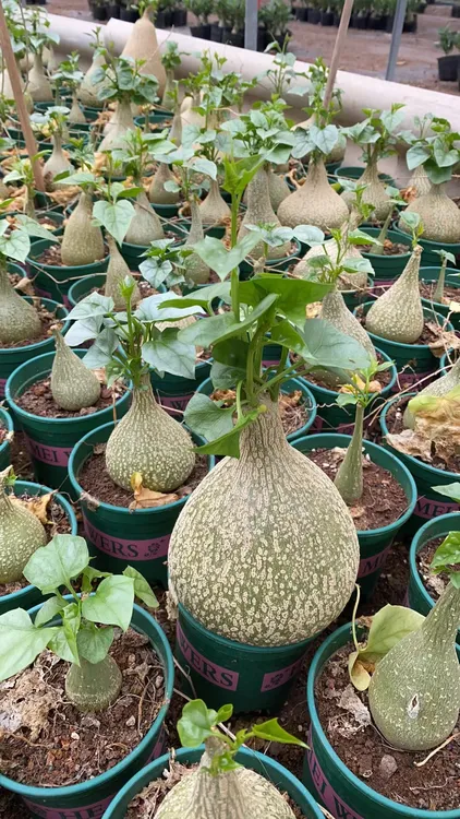 银叶睡布袋南非块根多肉植物 阳台观赏爬藤绿化含盆带土包邮
