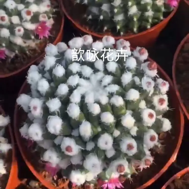 多肉植物好养易开花漂亮花期长实生仙人球雪顶雪糕防辐射包邮