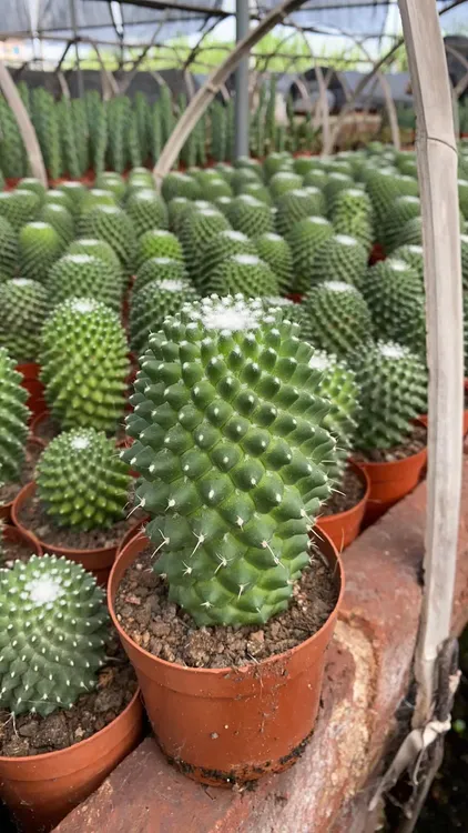 爱开花 无刺白珠丸 仙人球盆栽多肉植物小盆栽室内开花防辐射